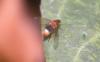 Phalacrotophora sp.